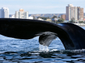 Ballena1