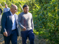 Vinedo2