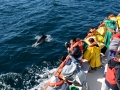 delfines.JPG
