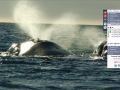 Puerto-Madryn-11-1