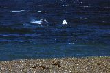 EL DORADILLO SITIO CLAVE EN LA CONSERVACIÓN DE LA BALLENA FRANCA AUSTRAL