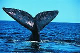 TEMPORADA DE BALLENAS 2010