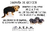 CAMPAÑA DE ADOPCIÓN