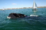 COPA DE LAS BALLENAS