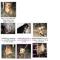 PERROS QUE BUSCAN FAMILIA
