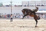 JINETEADA EN LA FIESTA DEL CORDERO