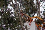 PODA Y EXTRACCIÓN DE ESPECIES ARBÓREAS