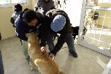 CASTRACIÓN DE GATOS Y PERROS Y LIMPIEZA EN LOS BARRIOS