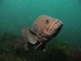 CONCURSO NACIONAL DE FOTOGRAFIA SUBMARINA