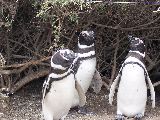 PUERTO MADRYN ACTIVO