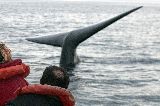 TEMPORADA DE BALLENAS 2013