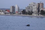 PUERTO MADRYN EN LA FERIA INTERNACIONAL DE TURISMO 2013