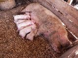 PRODUCTORES DEL PARQUE AGRÍCOLA FORESTAL DONARON CERDOS PARA INVESTIGACIÓN CIENTÍFICA