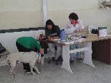 EXCELENTE BALANCE DE LAS CAMPAÑA DE CASTRACIÓN, DESPARASITACIÓN Y ANTISÁRNICO