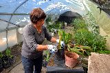 EL MUNICIPIO AVANZA EN EL VIVERO PROPIO CON RECUPERACIÓN DE PLANTAS