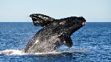 MADRYN PRESENTE EN IMPORTANTE EVENTO DE LA CÁMARA ARGENTINA DE TURISMO