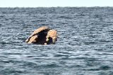 EL LANZAMIENTO COMARCAL DE LA TEMPORADA DE BALLENAS SERÁ DEL 5 AL 7 DE JUNIO