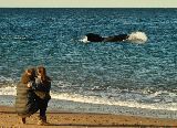 TEMPORADA DE BALLENAS 2014