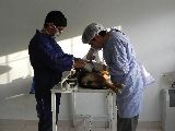 CONTINÚA LA CAMPAÑA DE CASTRACIONES GRATUITAS EN EL BARRIO AGUSTÍN PUJOL