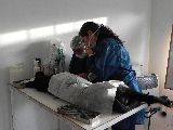REALIZARON 40 CASTRACIONES GRATUITAS EN EL BARRIO AGUSTÍN PUJOL