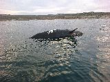VARAMIENTO DE BALLENA