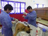 CERCA DE 200 VECINOS RECIBIERON ASESORAMIENTO Y ATENCIÓN MÉDICA PARA SUS MASCOTAS