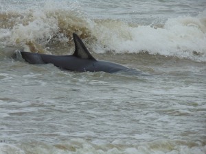 EXCELENTE TRABAJO DE RESCATE DE DELFINES EN EL DORADILLO