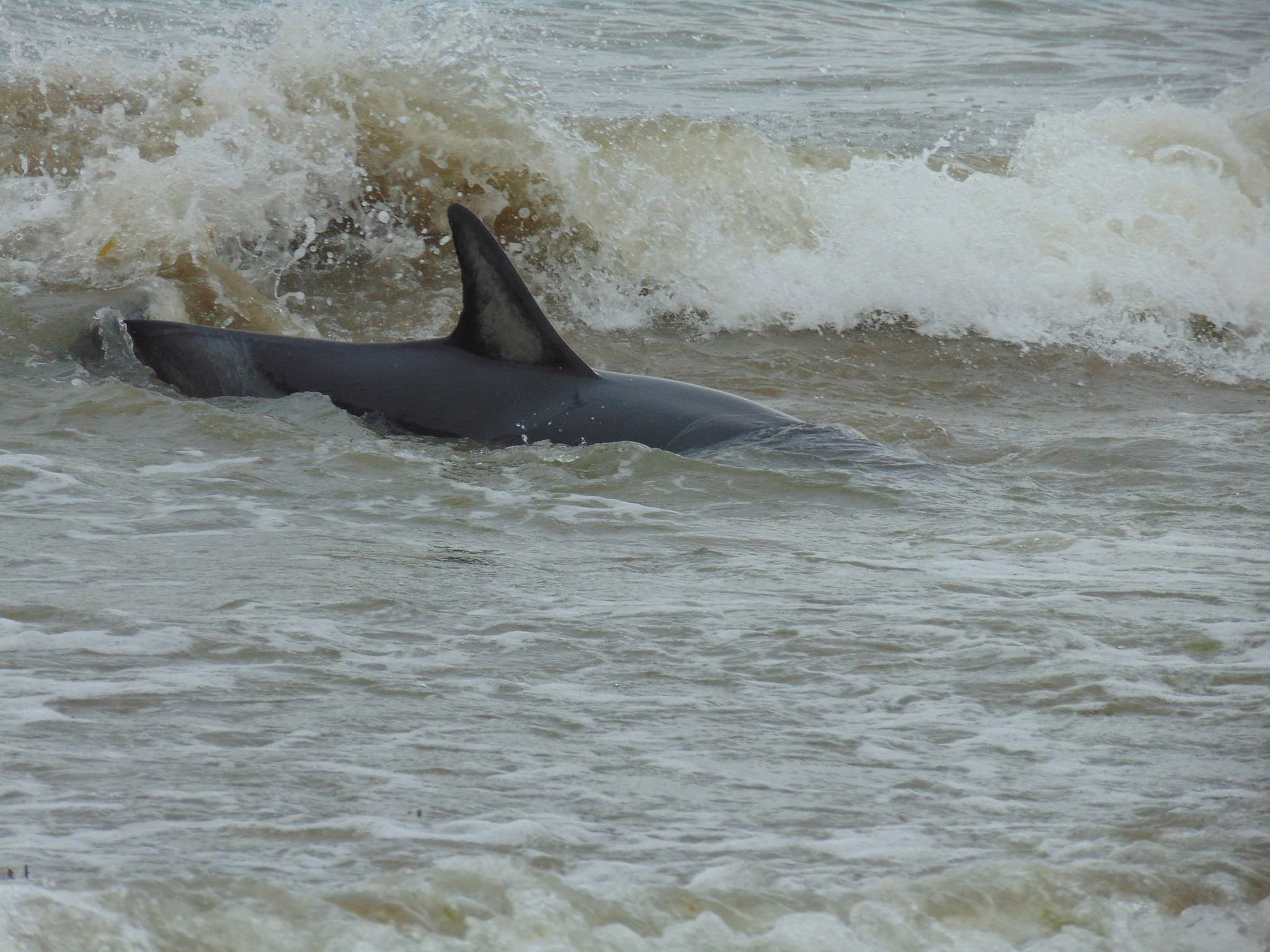 EXCELENTE TRABAJO DE RESCATE DE DELFINES EN EL DORADILLO