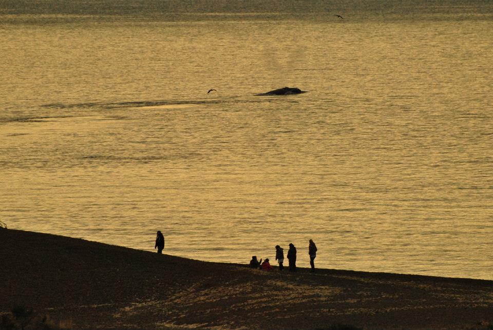 LOS CHICOS DE MADRYN RECIBEN A LAS BALLENAS 2015