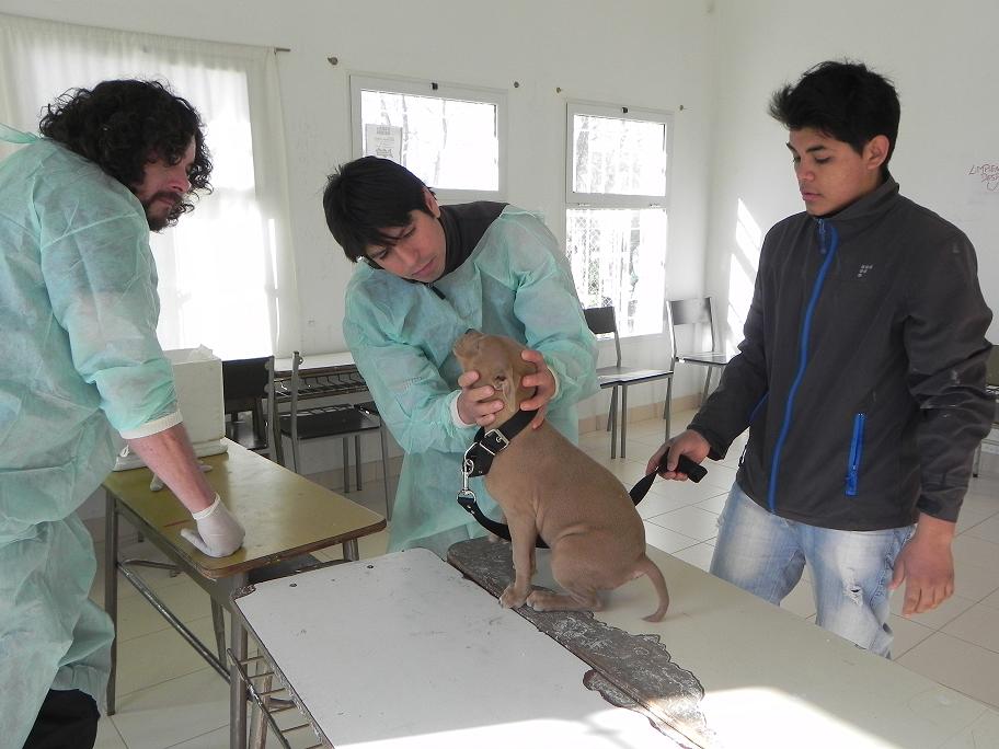 MÁS DE 100 MASCOTAS ATENDIDAS EN LA CAMPAÑA DE VACUNACIÓN DEL PUJOL