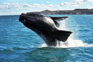 PUERTO MADRYN EN SALTA