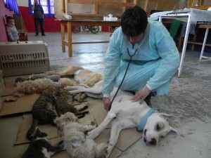CRONOGRAMA DE VACUNACIÓN Y CASTRACIÓN GRATUITAPARA MASCOTAS