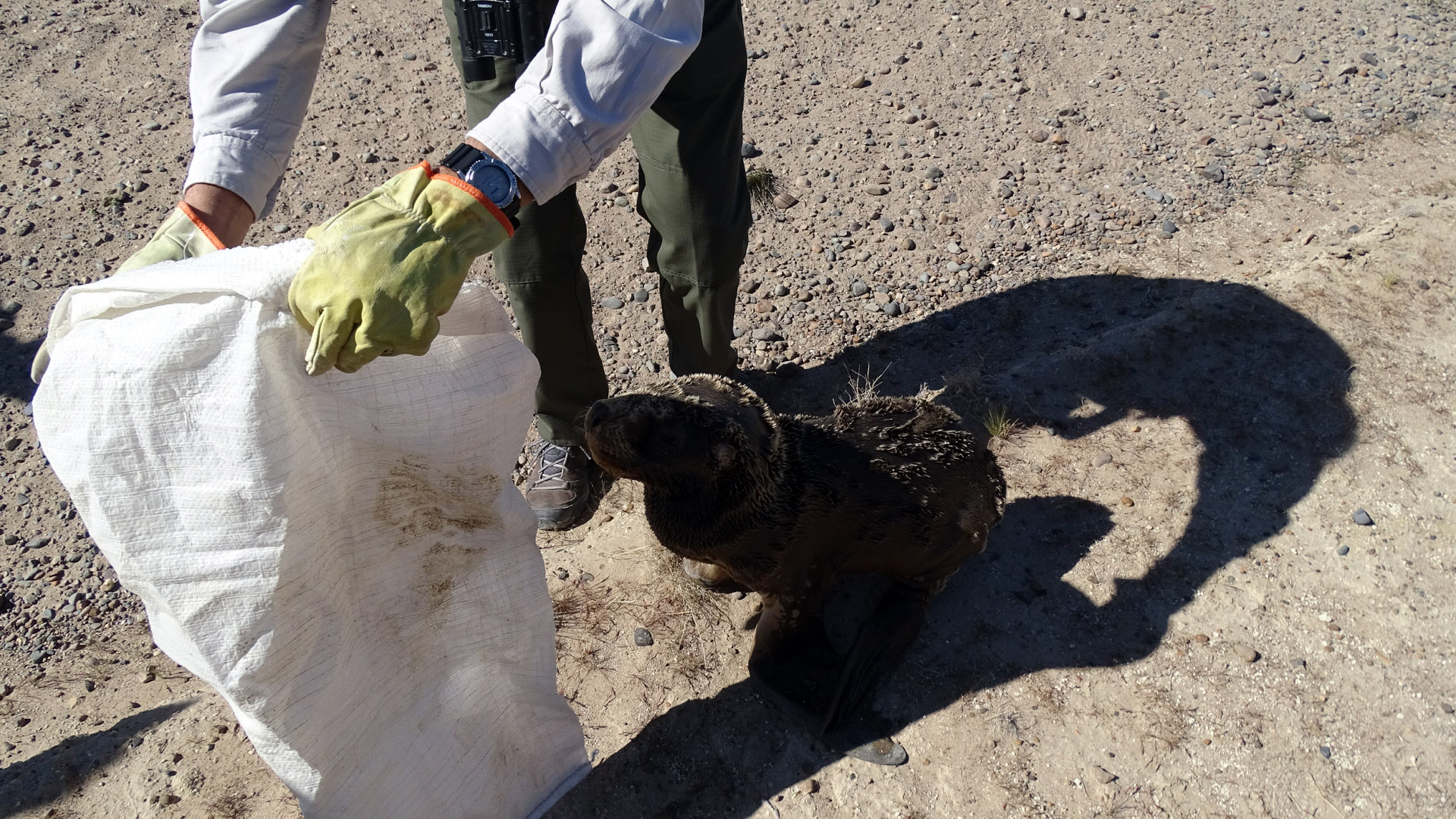 RESCATE DE FAUNA EN EL DORADILLO