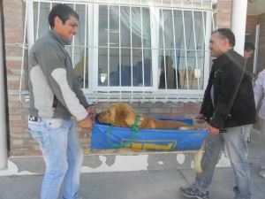 MÁS DE 3600 MASCOTAS FUERON CASTRADAS EN FORMA GRATUITA DURANTE 2015
