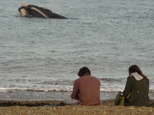 DIVISARON LAS PRIMERAS BALLENAS EN EL DORADILLO