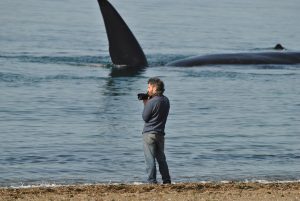 LA COMUNIDAD SERÁ PROTAGONISTA DEL PROGRAMA “EN MADRYN RECIBIMOS A LAS BALLENAS”