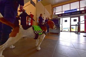 PONEN EN MARCHA CONTROLES POLICIALES CON ESCANER EN LA TERMINAL LOCAL