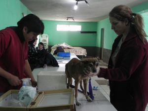 REALIZARÁN ACTIVIDADES DE PROMOCIÓN SOBRE EL BIENESTAR ANIMAL EN EL BARRIO FONTANA