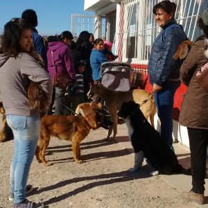 CAMPAÑA DE VACUNACIÓN PARA MASCOTAS: ENTREGARON 360 DOSIS DE TRATAMIENTO DESPARASITARIO