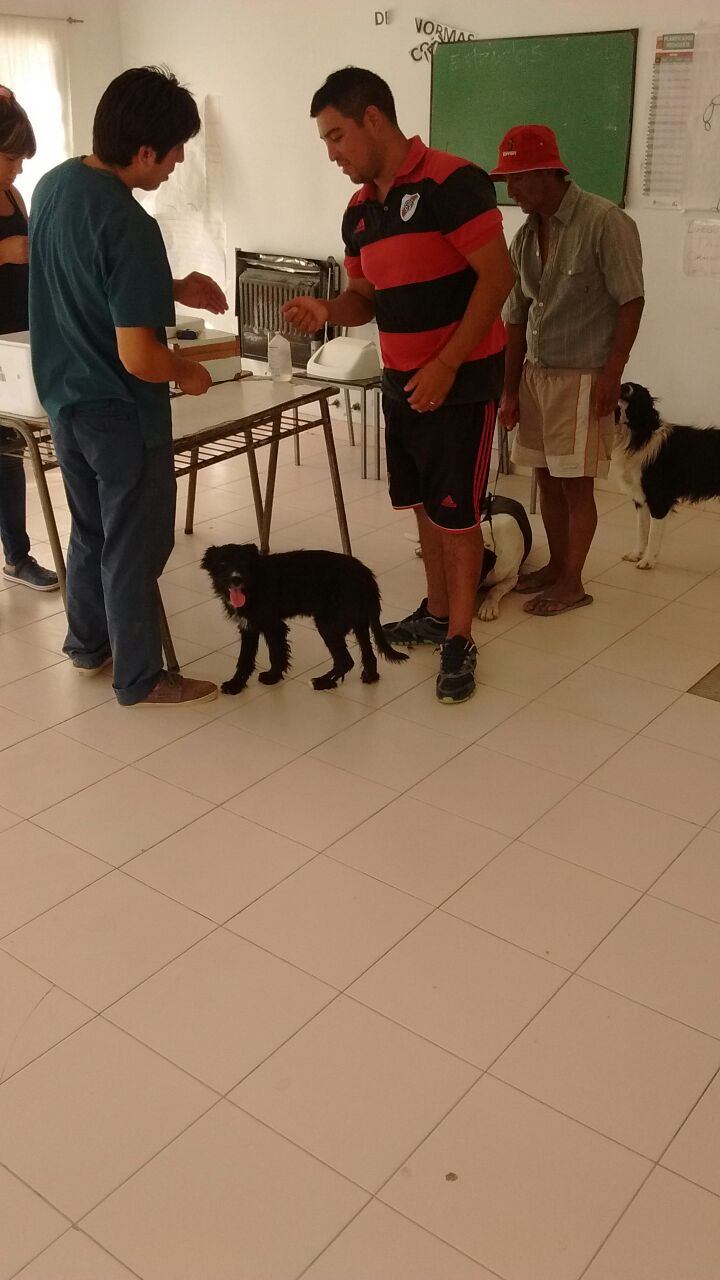 MÁS DE CIEN MASCOTAS FUERON ATENDIDAS DE FORMA GRATUITA EN CAMPAÑA DE VACUNACIÓN