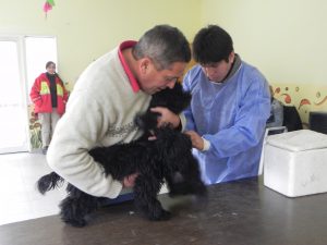 INICIAN LAS CAMPAÑAS DE VACUNACIÓN GRATUITA PARA MASCOTAS