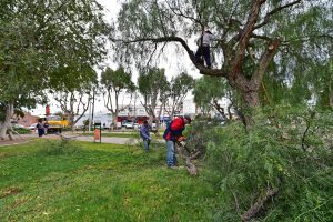 COMENZÓ EL PLAN DE PODA EN DISTINTOS ESPACIOS PÚBLICOS DE LA CIUDAD