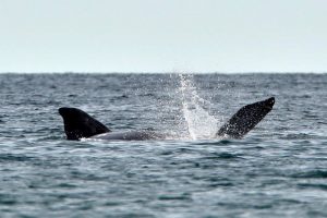 MADRYN RECIBE A LAS BALLENAS