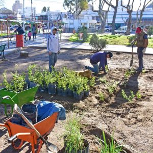 CONTINÚAN LAS TAREAS DE FORESTACIÓN EN DISTINTOS SECTORES DE LA CIUDAD 