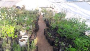 EXCELENTE PRODUCCIÓN DEL VIVERO MUNICIPAL 