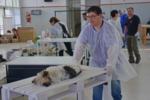 REALIZARÁN CAMPAÑAS DE VACUNACIÓN Y CASTRACIÓN DE MASCOTAS