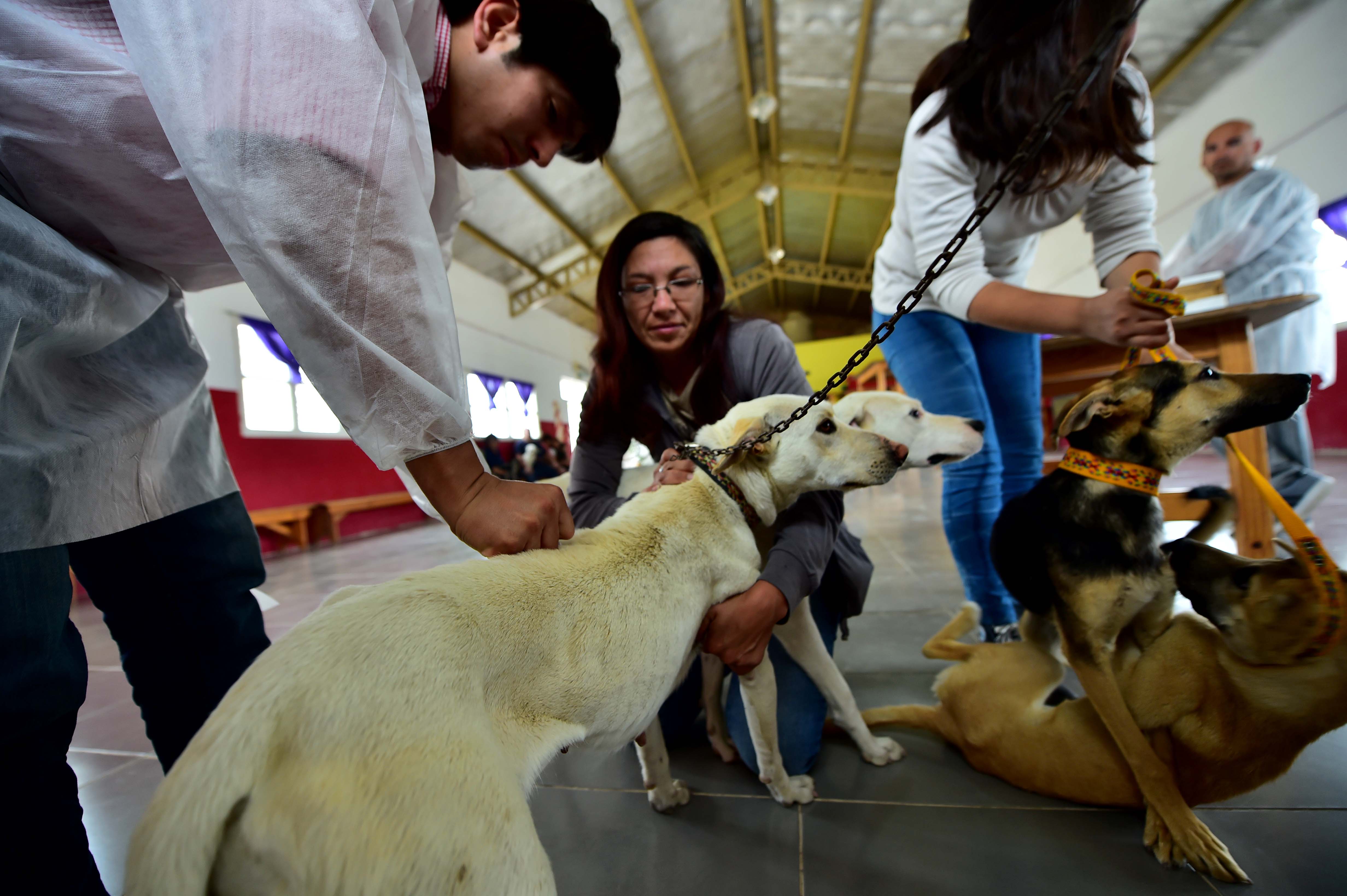 MASCOTAS SALUDABLES: CONVOCAN A VACUNACIONES Y CASTRACIONES GRATUITAS 