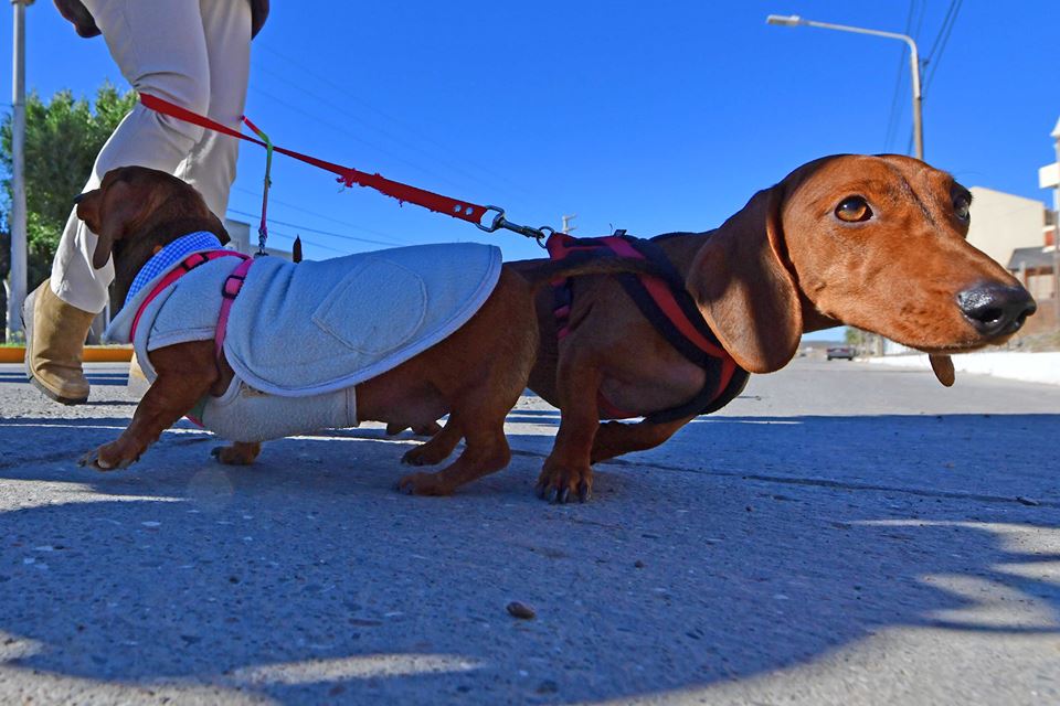 HABRÁ CASTRACIONES GRATUITAS PARA MASCOTAS EN EL BARRIO EL PORVENIR