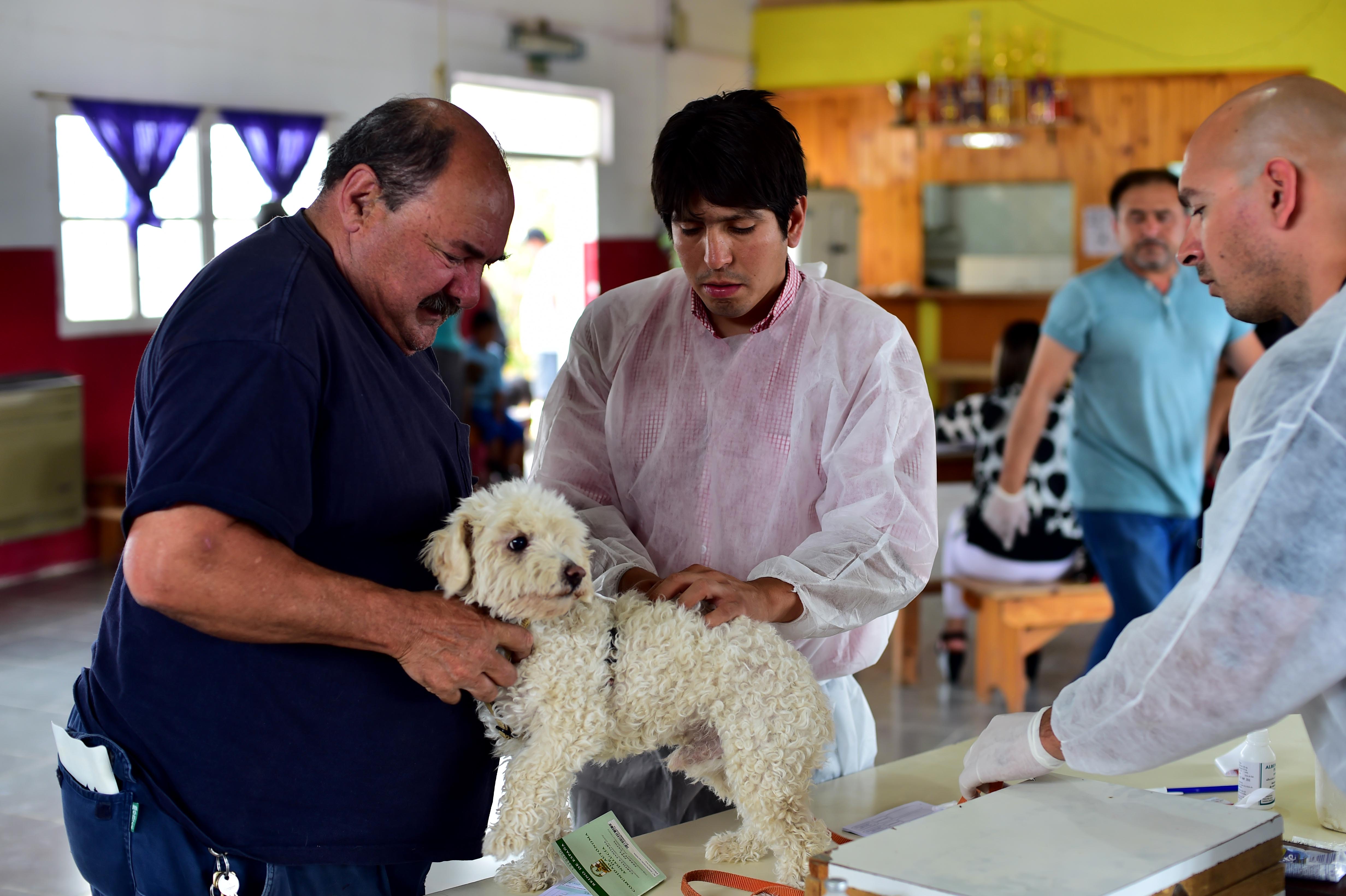 CONTINÚAN LAS VACUNACIONES Y CASTRACIONES GRATUITAS PARA MASCOTAS EN LOS BARRIOS