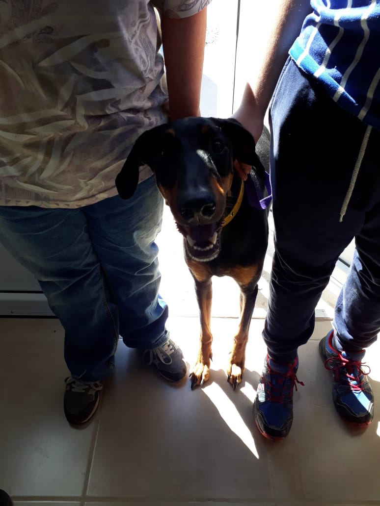 MASCOTAS SALUDABLES: HABRÁ VACUNACIÓN EN EL FONTANA Y EN EL GÜEMES